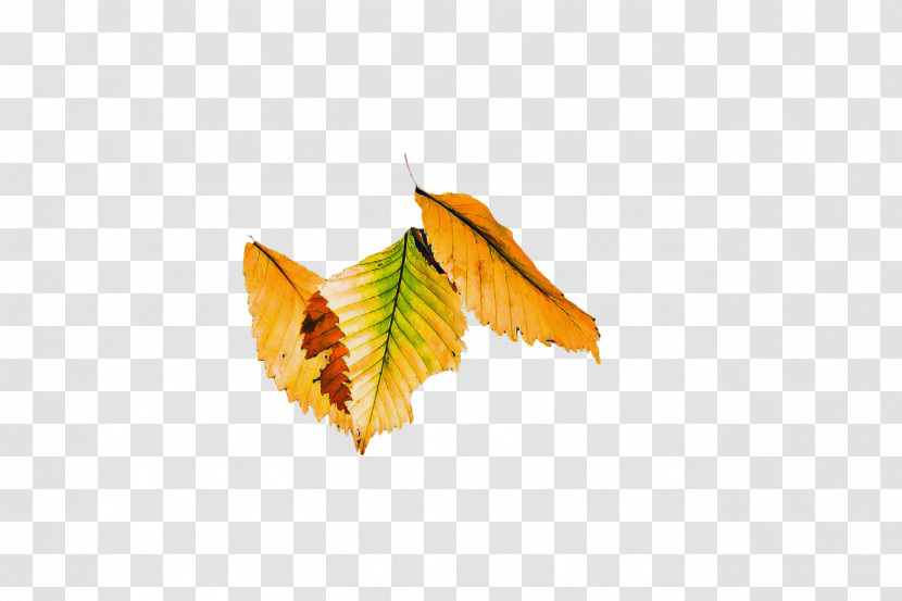 Leaf 0jc Butterflies Lepidoptera Science Transparent PNG