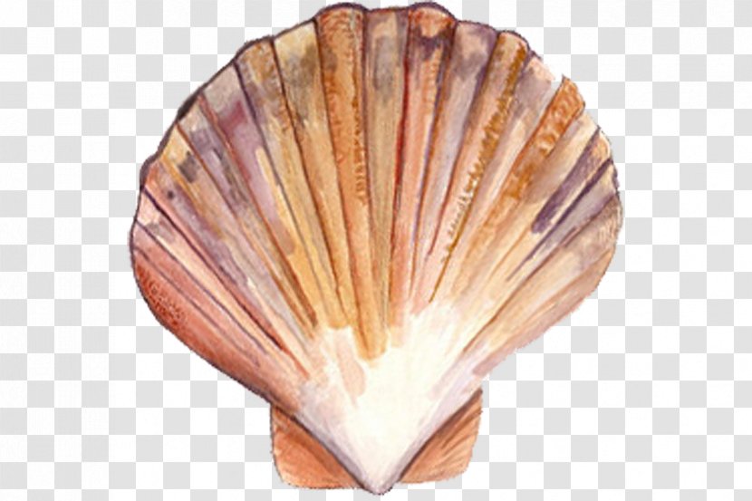 Clam Scallop Mussel Oyster Seashell Transparent PNG
