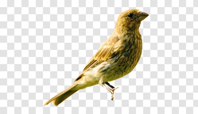 House Finch Sparrow American Sparrows Common Nightingale - Canary Transparent PNG