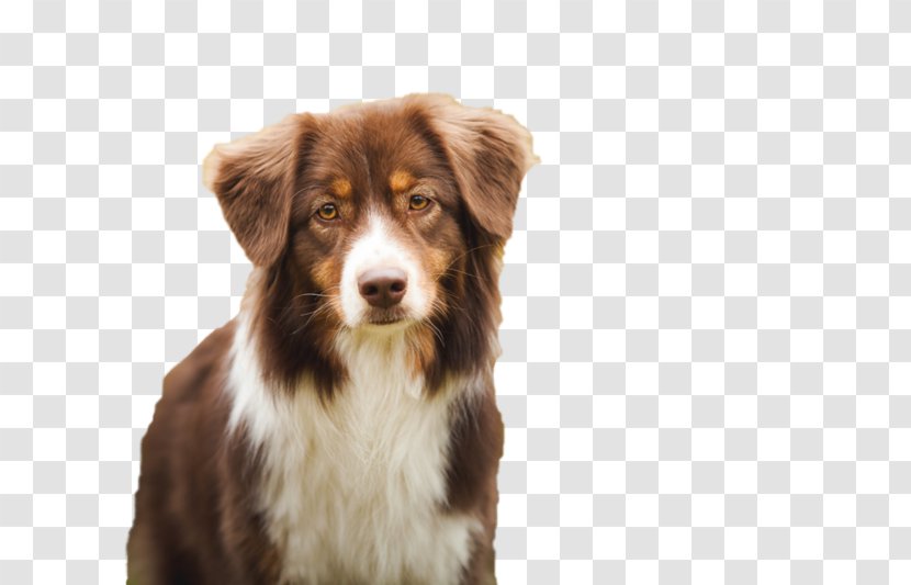 Australian Shepherd Dog Breed Miniature American German Puppy - Group Transparent PNG