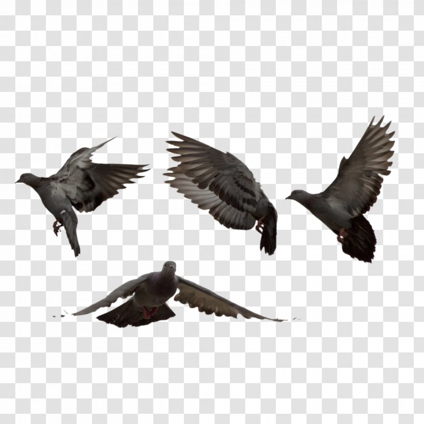 Pigeons And Doves Homing Pigeon Bird Image - Photography Transparent PNG