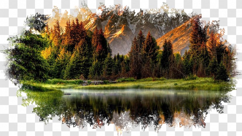 Desktop Wallpaper Landscape Forest River - Ecosystem Transparent PNG