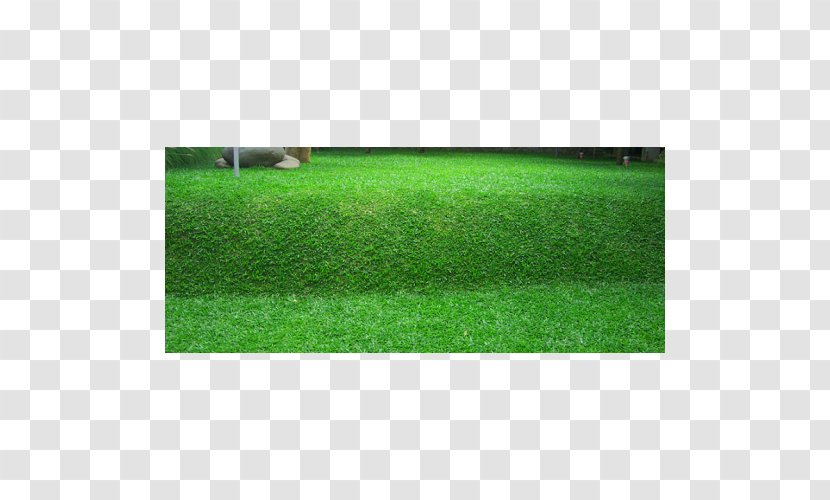 Napier Grass Lawn Benih Seed Scutch - Meadow - Fountaingrasses Transparent PNG