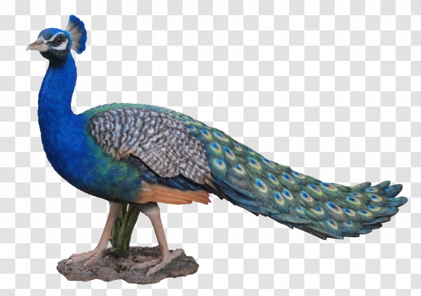 Dog Peafowl Cat Bird The Arts - Art - Peacock Transparent PNG