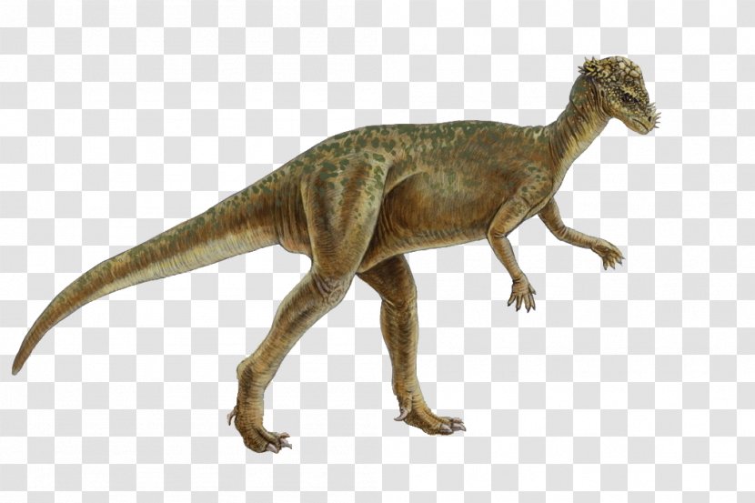 Pachycephalosaurus Homalocephale Genasauria Marginocephalia Dinosaur Transparent PNG