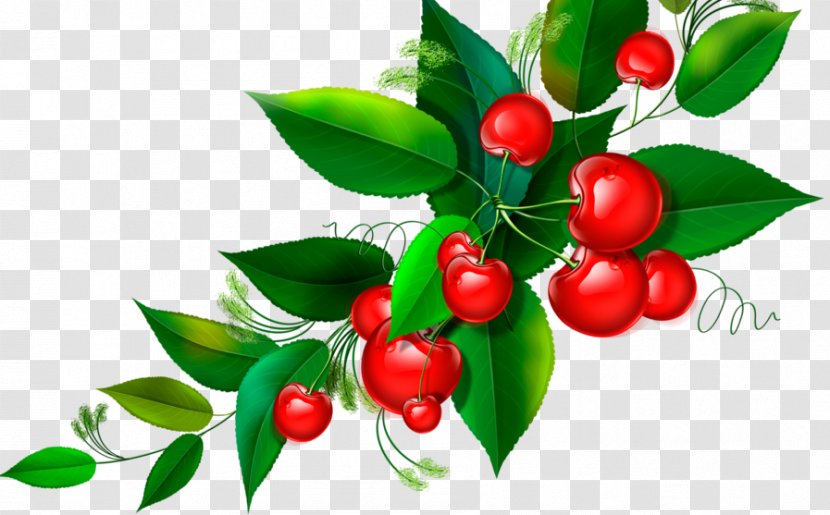 Lingonberry Cherries Fruit Berries - Natural Foods Transparent PNG