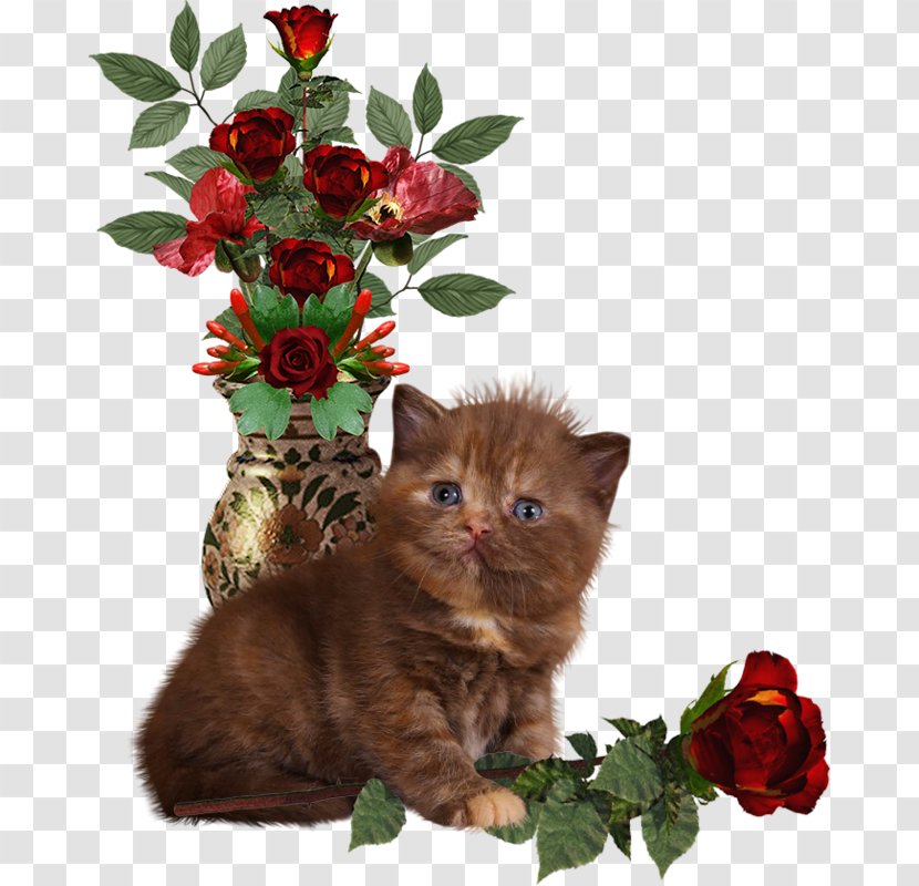 Kitten Exotic Shorthair Whiskers - Garden Roses Transparent PNG