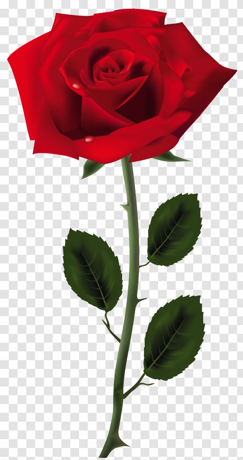Rose Clip Art - Plant - Red Picture Transparent PNG