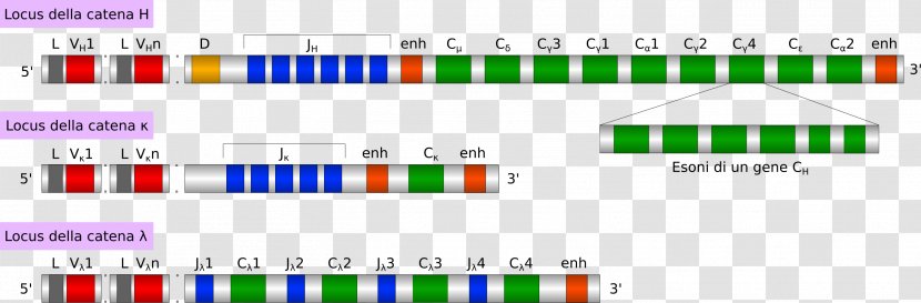 Antibody V(D)J Recombination Isotype Polyclonal Antibodies Gene - B Cell - Ig. Transparent PNG