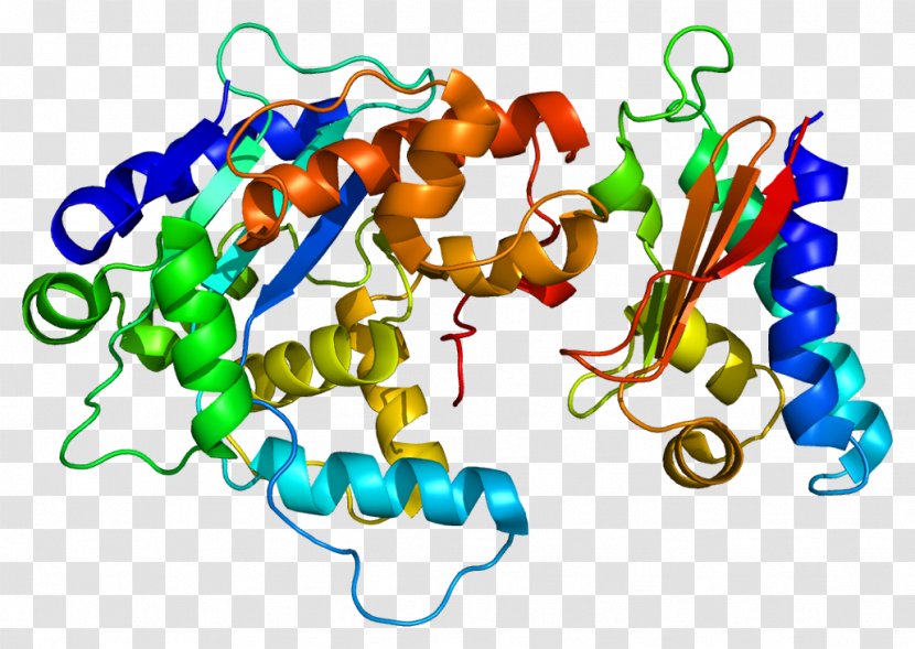 TOB1 Protein CNOT7 PABPC1 Ribosome - Watercolor - Silhouette Transparent PNG