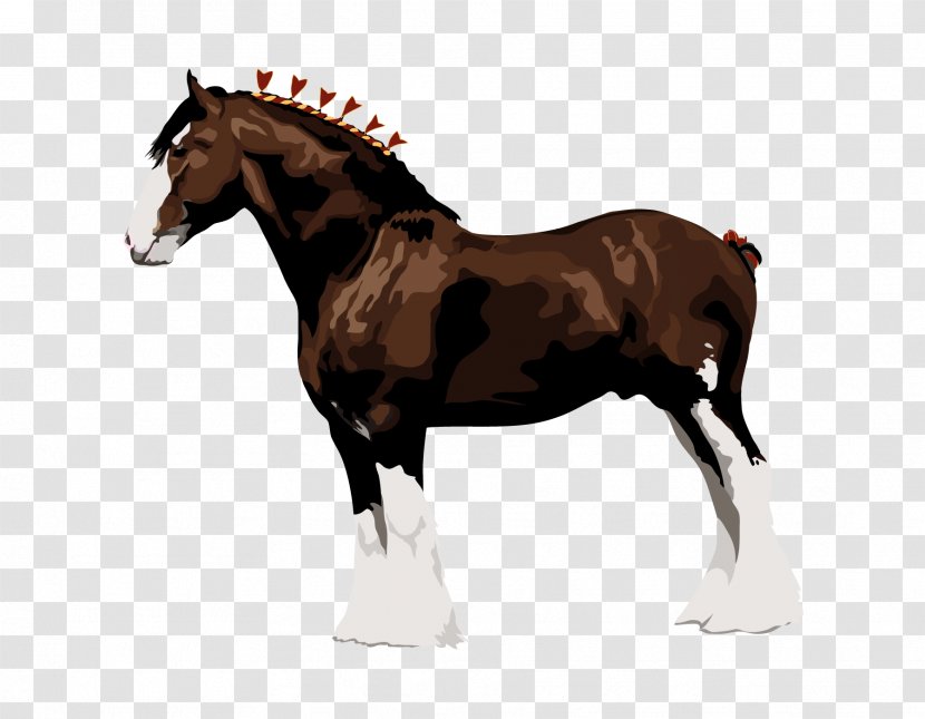 Clydesdale Horse The Percheron Italian Heavy Draft Shire - Budweiser Clydesdales - Foal Transparent PNG