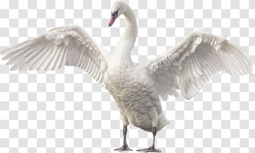 Cygnini Goose Clip Art - Fauna - Wings Transparent PNG