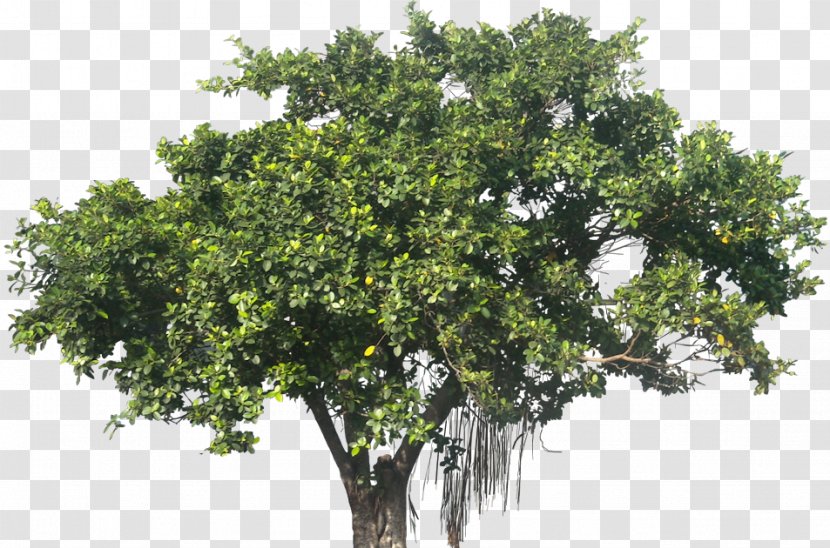 Ficus Microcarpa Banyan Plant Tree - Shrub - Fig Leaves Transparent PNG