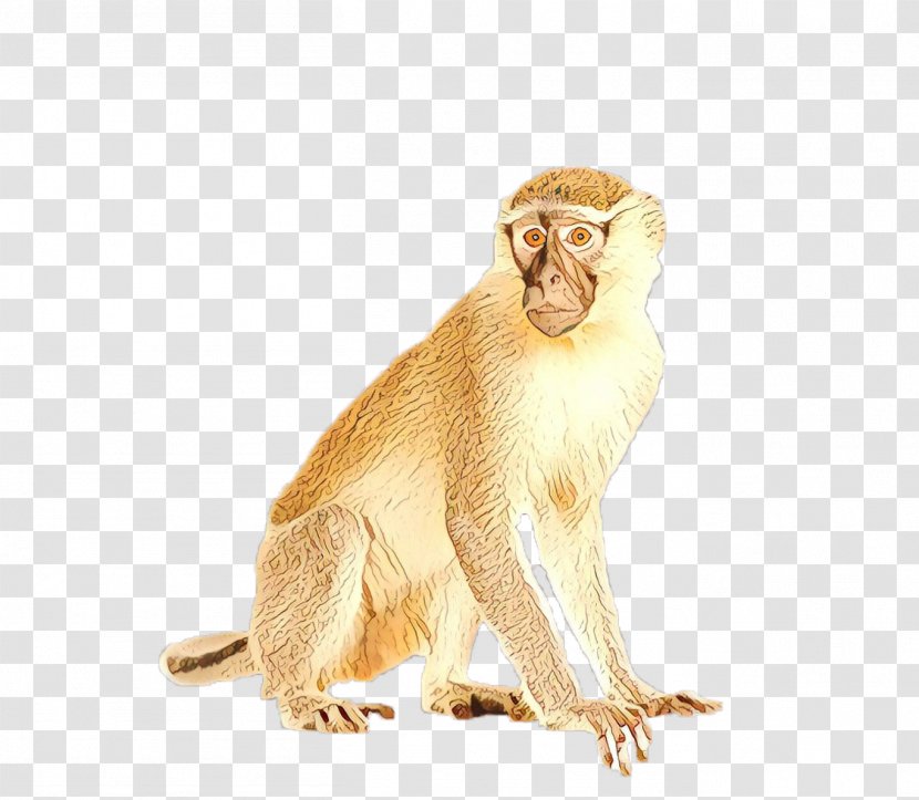 Old World Monkey Macaque Rhesus New Wildlife Transparent PNG