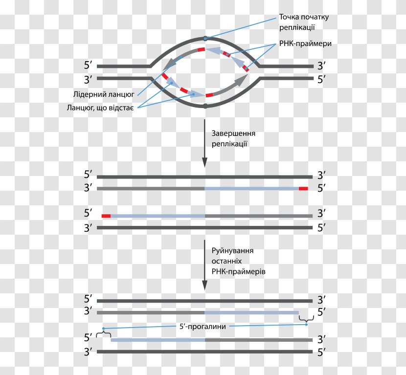 The Telomere Effect Coding Strand DNA Replication - Area - Genetic Material Transparent PNG