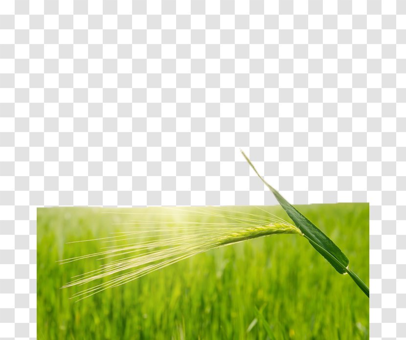 Rice Wheat Paddy Field - Meadow - Green Fields Transparent PNG