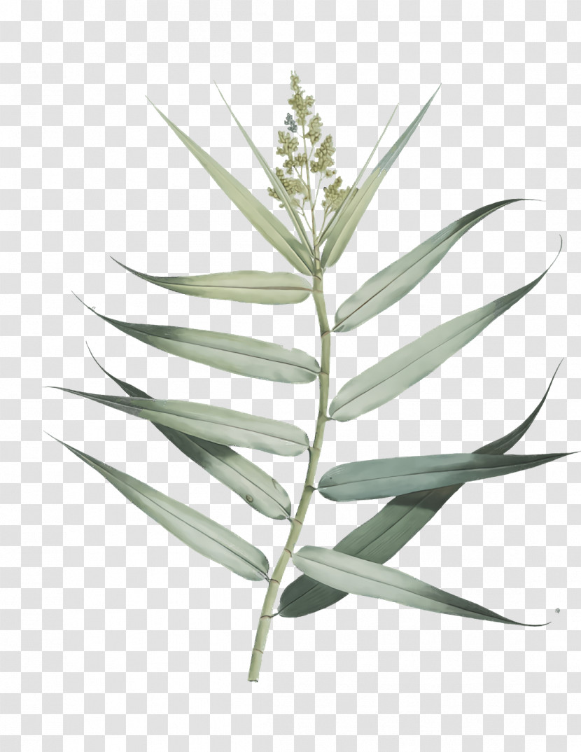 Plant Stem Leaf Grasses Plants Plant Structure Transparent PNG