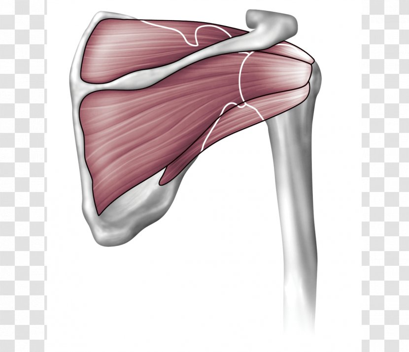 Shoulder Joint Anatomy Supraspinatus Muscle Humerus - Cartoon Transparent PNG