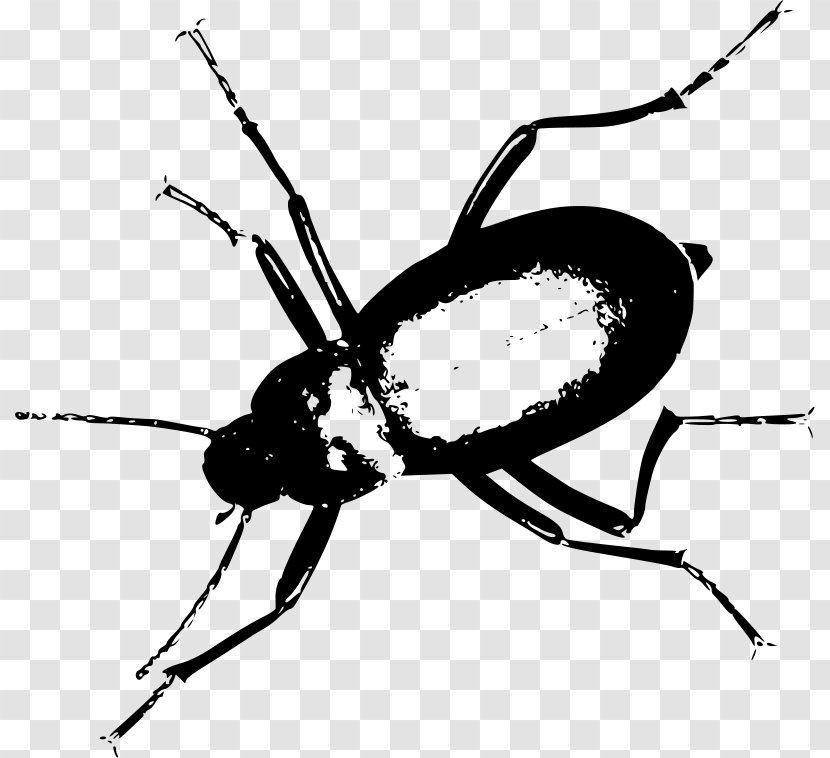 Darkling Beetle Mealworm Clip Art - Ladybird - Freehand Sketching Transparent PNG