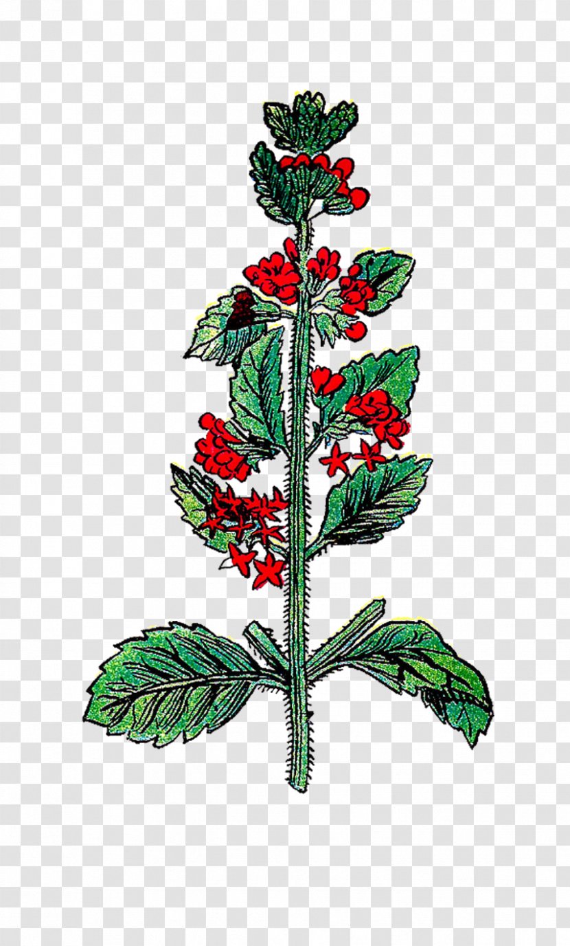 Plant Variety Herb Holly Lovage - Christmas Tree - Hand Painted Flower Transparent PNG