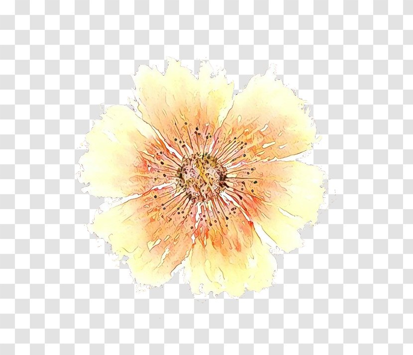 Beige Flower - Plant - Peach Transparent PNG