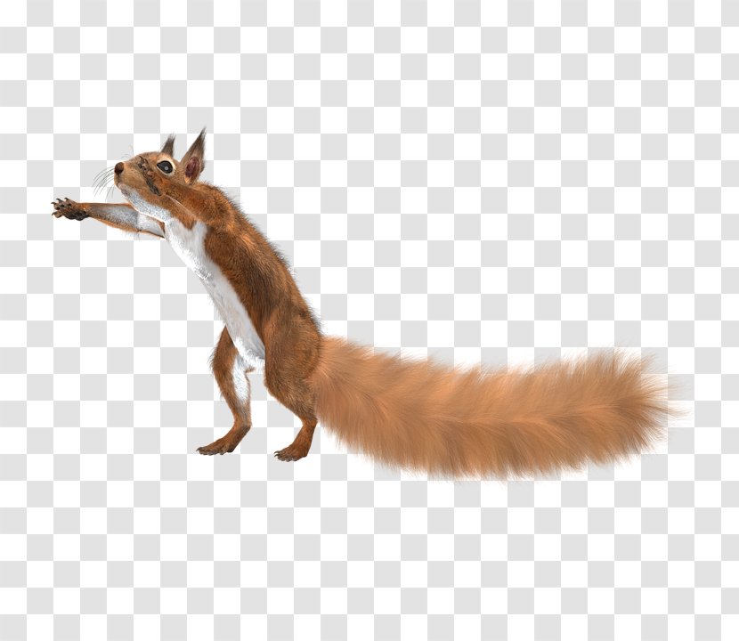 Red Fox Fur Clothing Squirrel - Male Transparent PNG