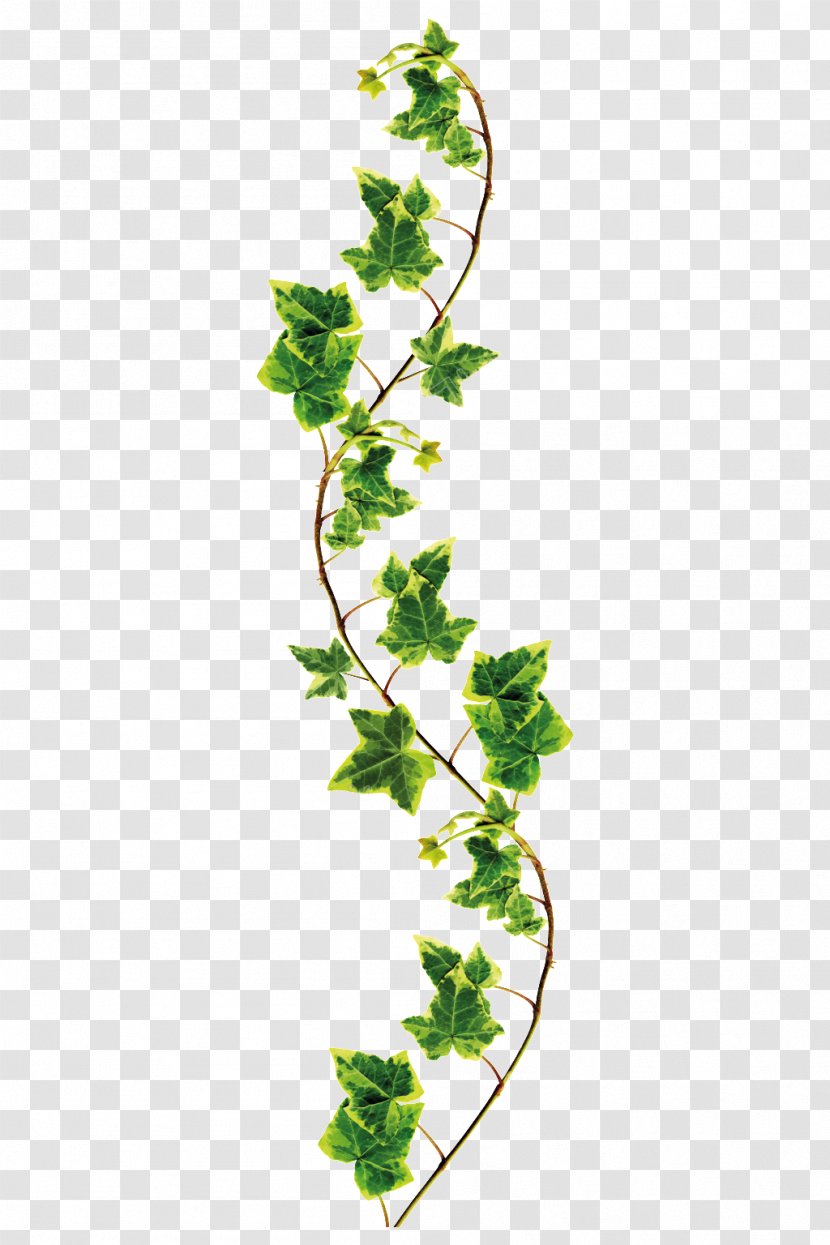 Stock Photography Royalty-free Image Desktop Wallpaper - Leaf - Greens Graphic Transparent PNG