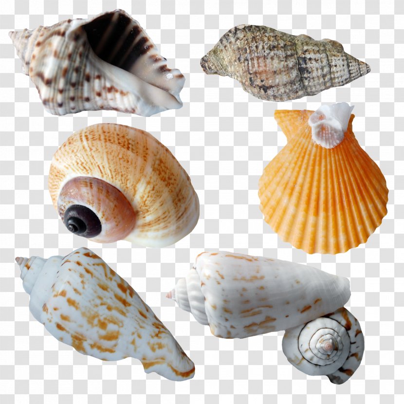 Seashell Clip Art - Mollusc Shell Transparent PNG
