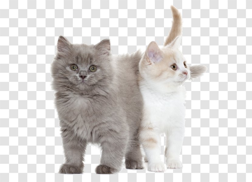Cat Coton De Tulear Royal Canin Kitten Puppy - British Semi Longhair Transparent PNG