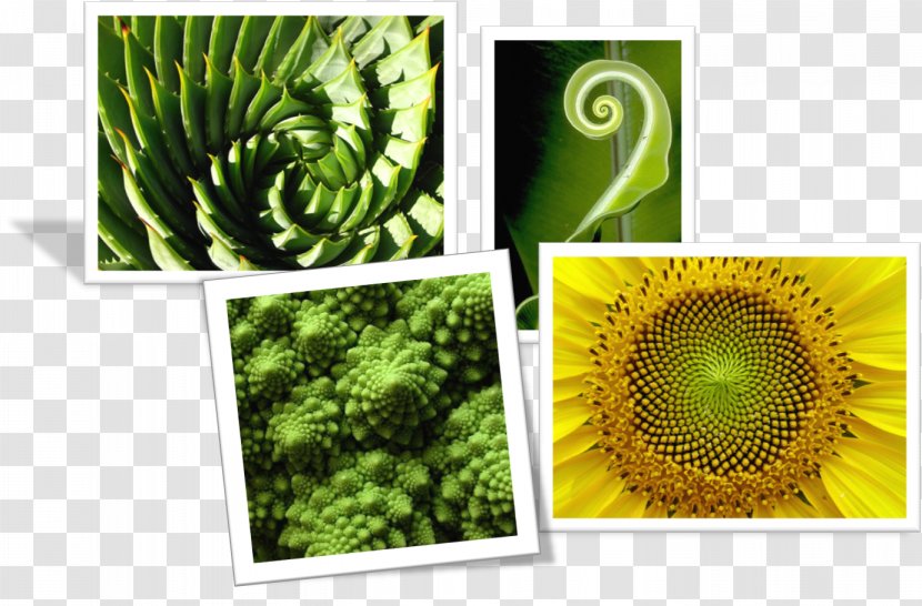 Plant - Romanesco Broccoli Transparent PNG