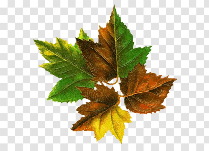 Tree Autumn Leaf Color Root - Branch Transparent PNG