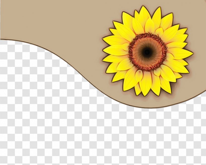 Sunflower - Watercolor - Asterales Daisy Family Transparent PNG