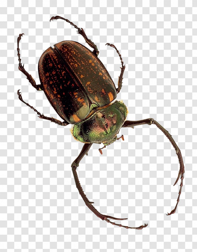 Insect Dung Beetle - Invertebrate Transparent PNG