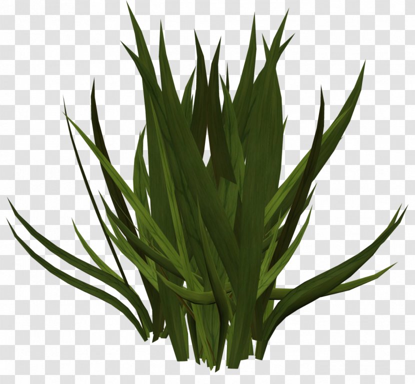 Grass Herbaceous Plant Sound Clip Art - Herbalism - Gazania Transparent PNG