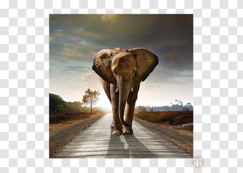 African Bush Elephant Elephants Desktop Wallpaper Mural - Motif Transparent PNG