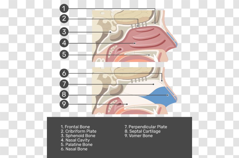 Paper Nasal Cavity Nose Test Cartilage - Tree Transparent PNG