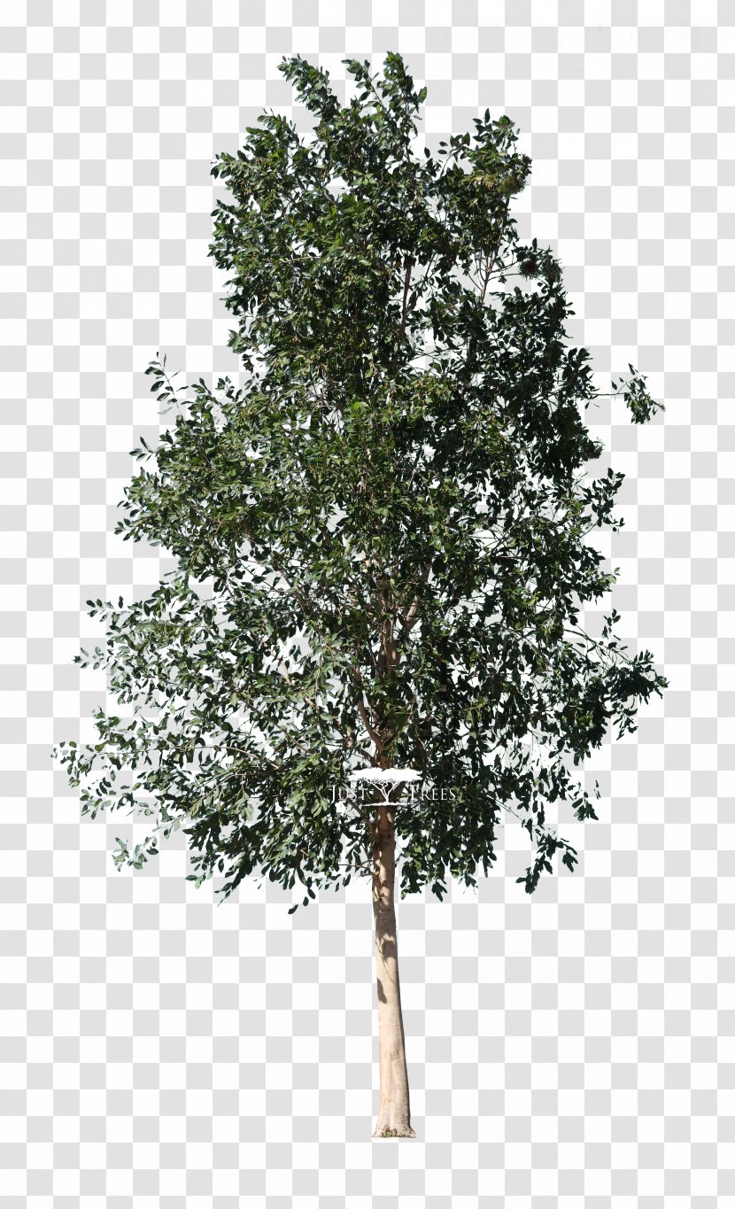 Fir Weeping Fig Fiddle-leaf Tree Ficus Retusa - Birch Transparent PNG