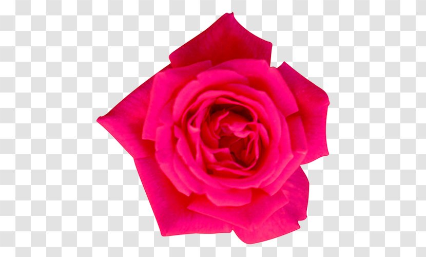 Garden Roses Cabbage Rose Floribunda Flower - Design Transparent PNG