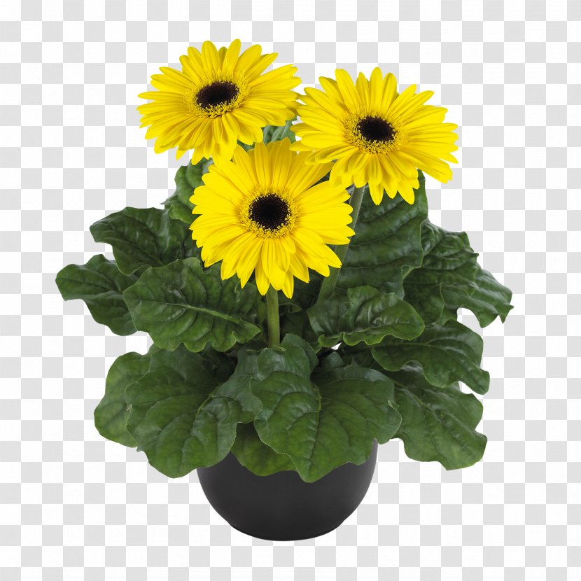 Transvaal Daisy Cut Flowers Plants Chrysanthemum - Black - Flower Transparent PNG