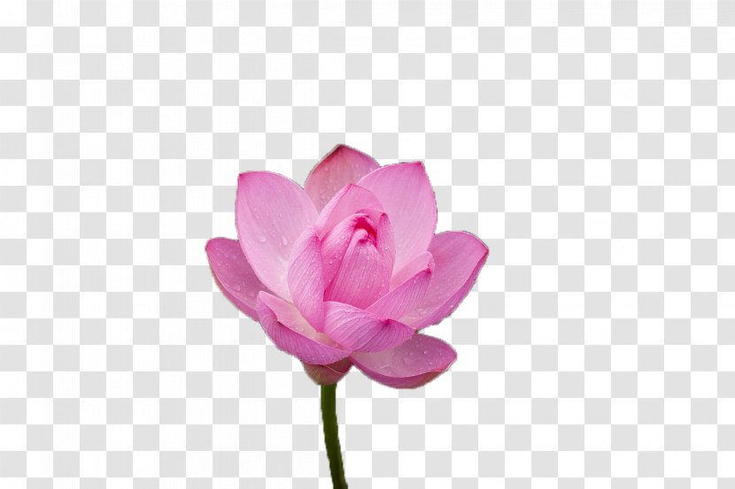 Pink Nelumbo Nucifera Color - Aquatic Plant - Blooming Lotus Transparent PNG