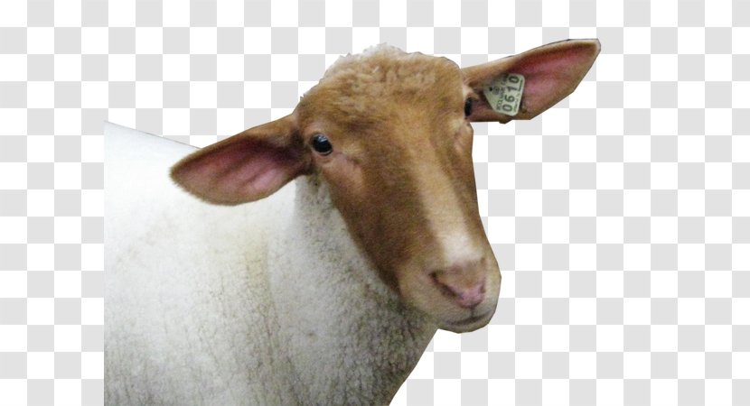 Sheep Goat High-definition Television Display Resolution - Qurbani Transparent PNG