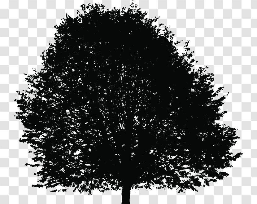 Tree Silhouette Deciduous Clip Art - Photography - Lush Top Transparent PNG