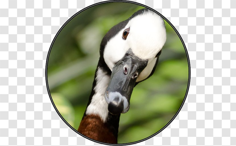 Domestic Goose Bird Canada Greylag - Fauna - Cute Duck Transparent PNG