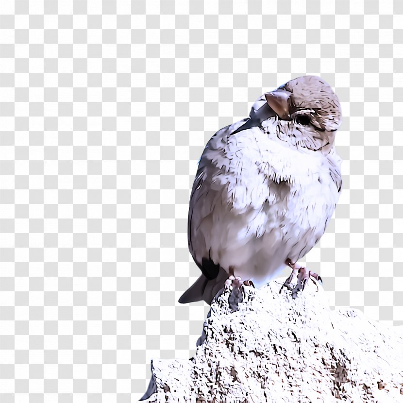 Bird Beak Sparrow House Perching Transparent PNG