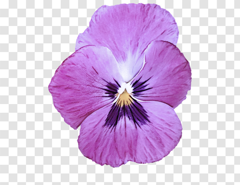 Flower Violet Petal Wild Pansy Purple Transparent PNG