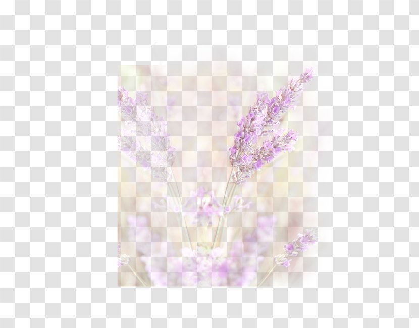 Lavender Petal - Violet - Purple Wheat Transparent PNG