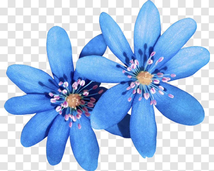 Blue Flower Petal Plant Flowering - Round Leaved Liverleaf Wildflower Transparent PNG