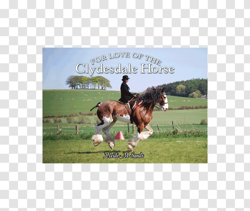 For Love Of The Clydesdale Horse Stallion Hunt Seat Foal - Bridle Transparent PNG