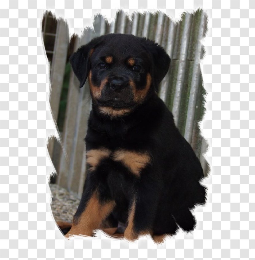 Rottweiler Puppy Dog Breed Companion Snout - Week Transparent PNG