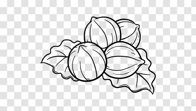 Drawing Hazelnut Dried Fruit Coloring Book Food - Painting Transparent PNG